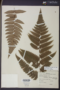 Cyathea petiolata image