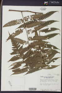 Cyathea petiolata image