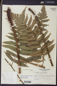 Cyathea petiolata image