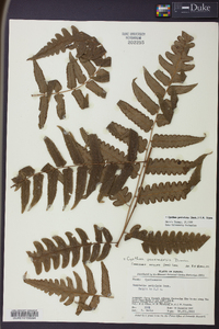 Cyathea petiolata image