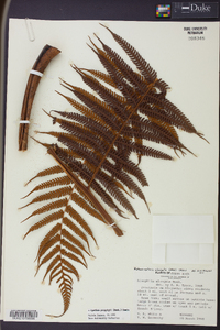 Cyathea poeppigii image