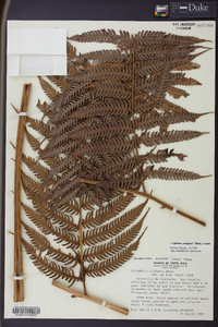 Cyathea poeppigii image