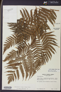 Cyathea poeppigii image