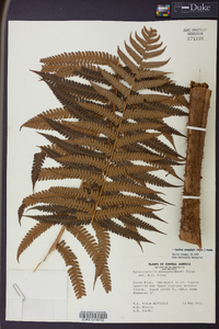 Cyathea poeppigii image