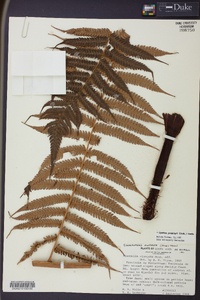 Cyathea poeppigii image