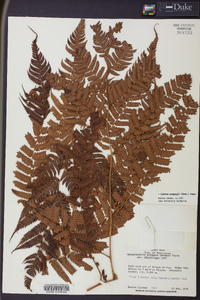 Cyathea poeppigii image