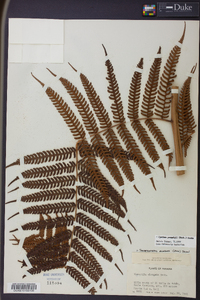 Cyathea poeppigii image