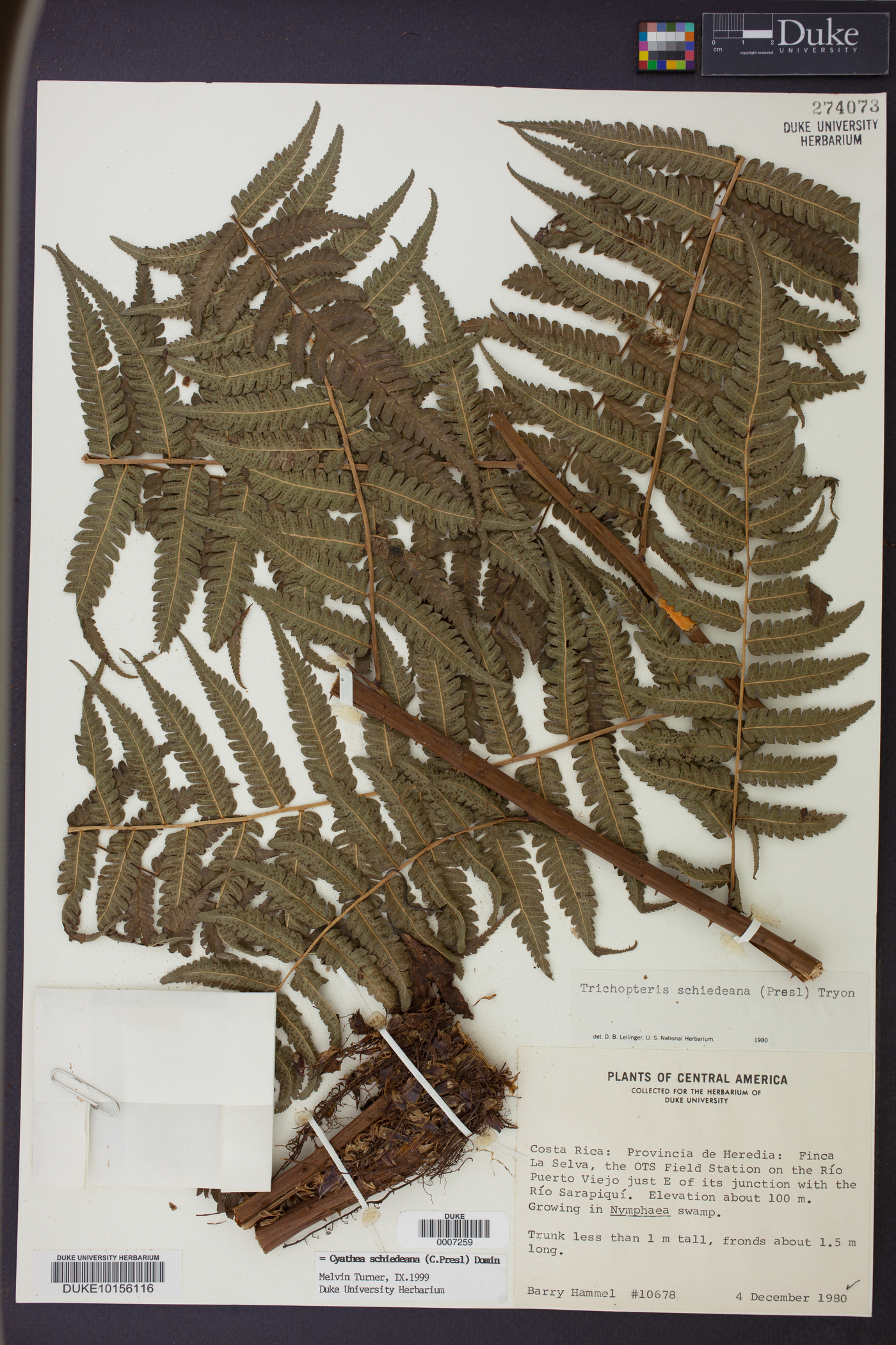 Cyathea schiedeana image