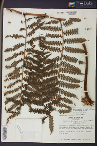 Cyathea squamulosa image