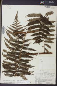 Cyathea squamulosa image