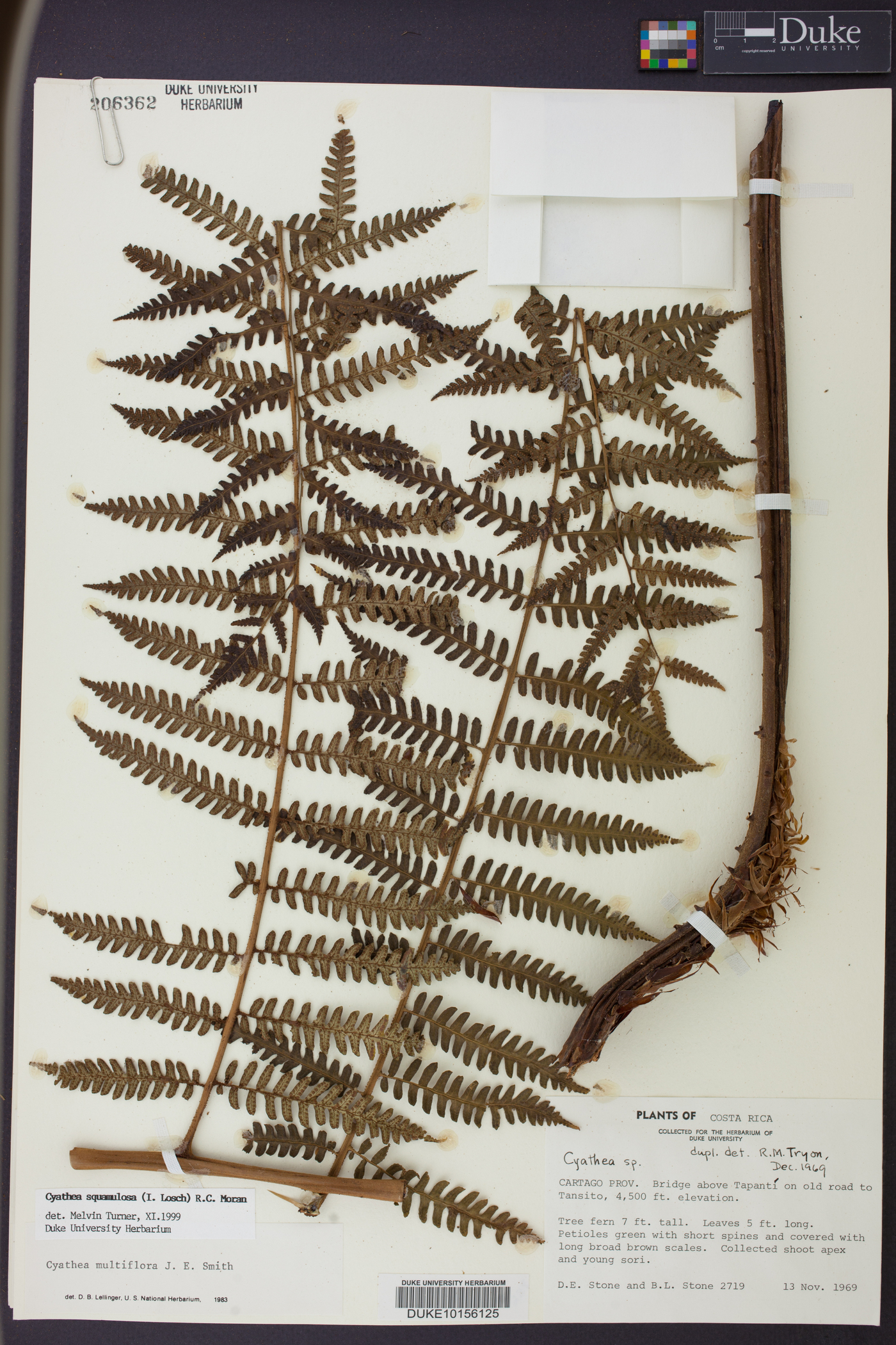 Cyathea squamulosa image