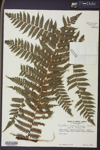 Cyathea suprastrigosa image