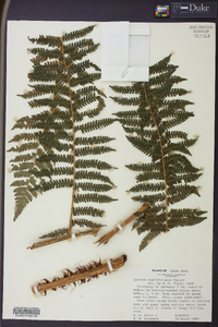 Cyathea suprastrigosa image