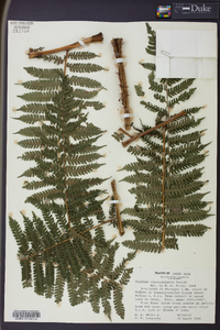 Cyathea suprastrigosa image