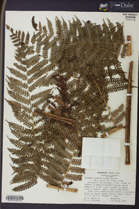 Cyathea suprastrigosa image