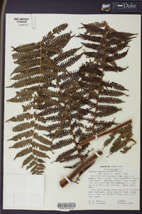 Cyathea suprastrigosa image