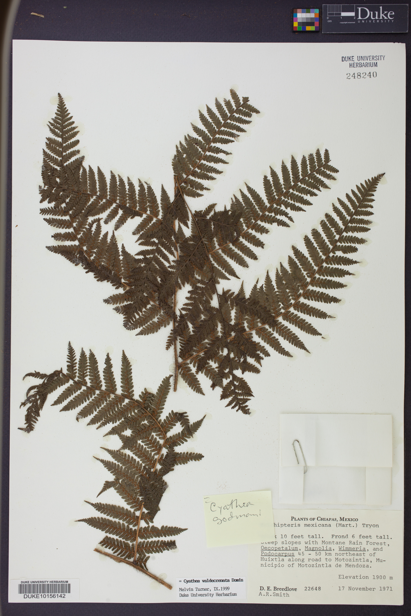 Cyathea valdecrenata image