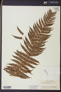 Cyathea valdecrenata image