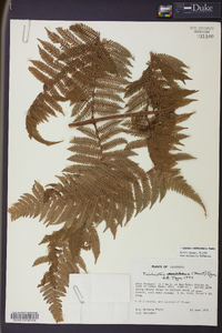 Cyathea valdecrenata image