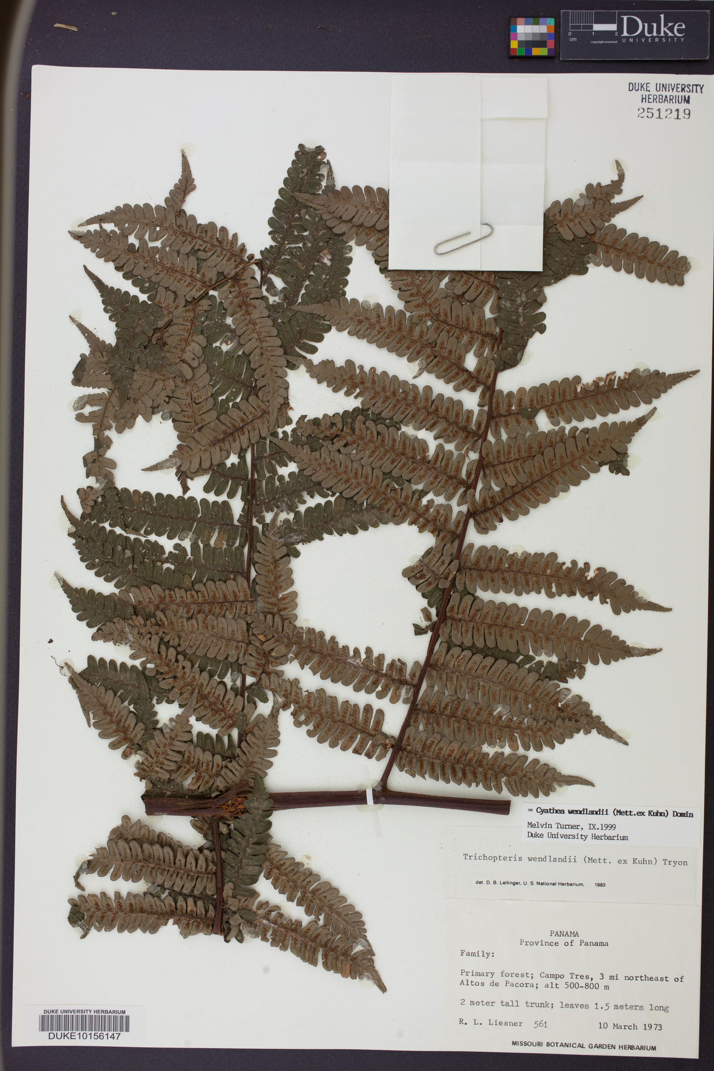 Cyathea wendlandii image