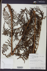 Cyathea atrovirens image