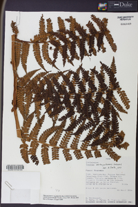 Image of Cyathea austropallescens