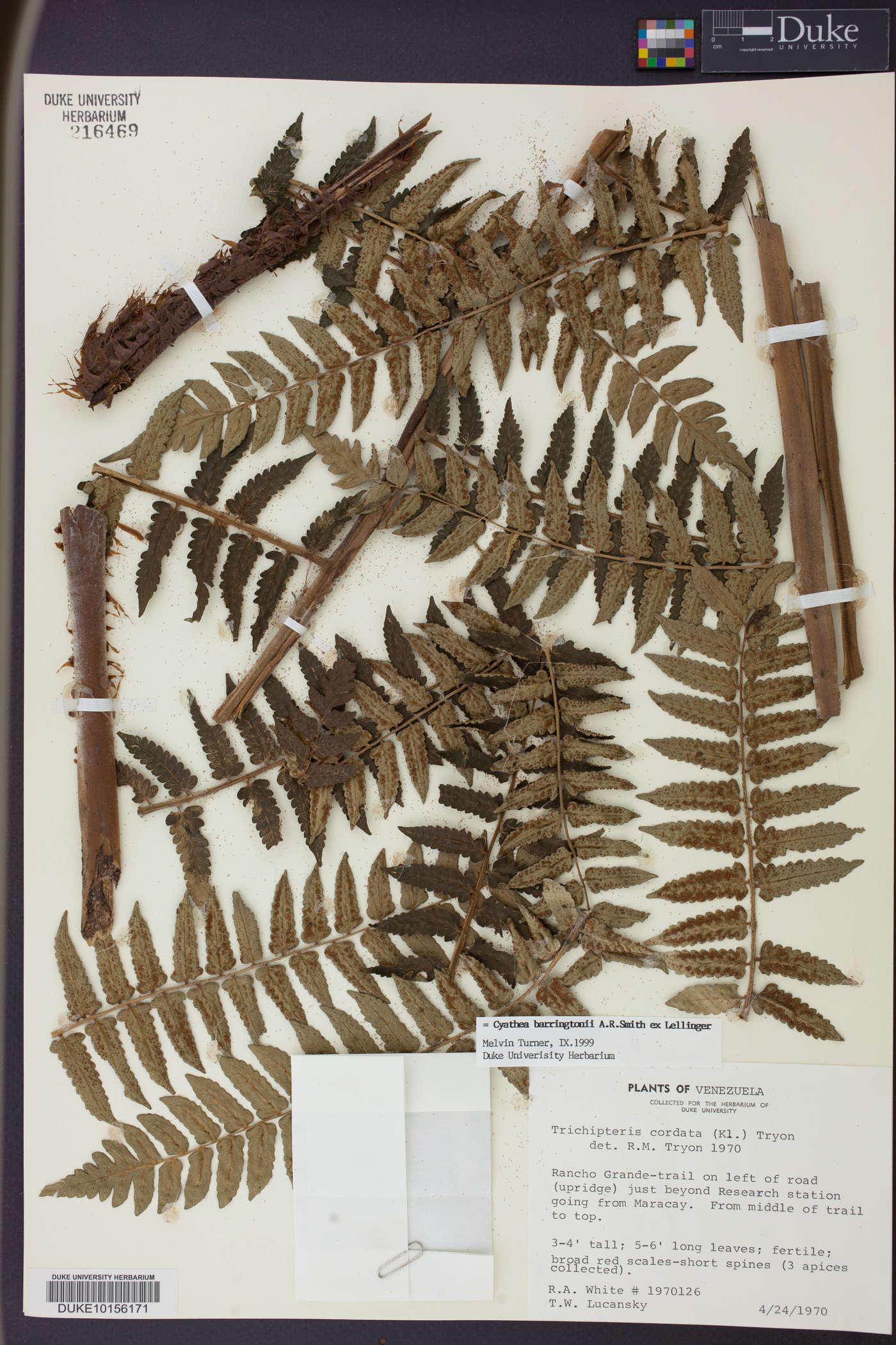 Cyathea barringtonii image