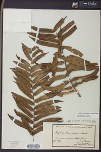 Cyathea corcovadensis image