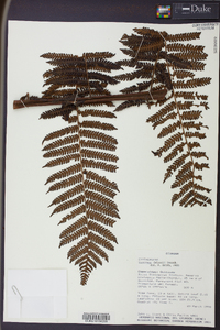 Cyathea delgadii image