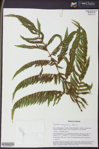 Cyathea delgadii image