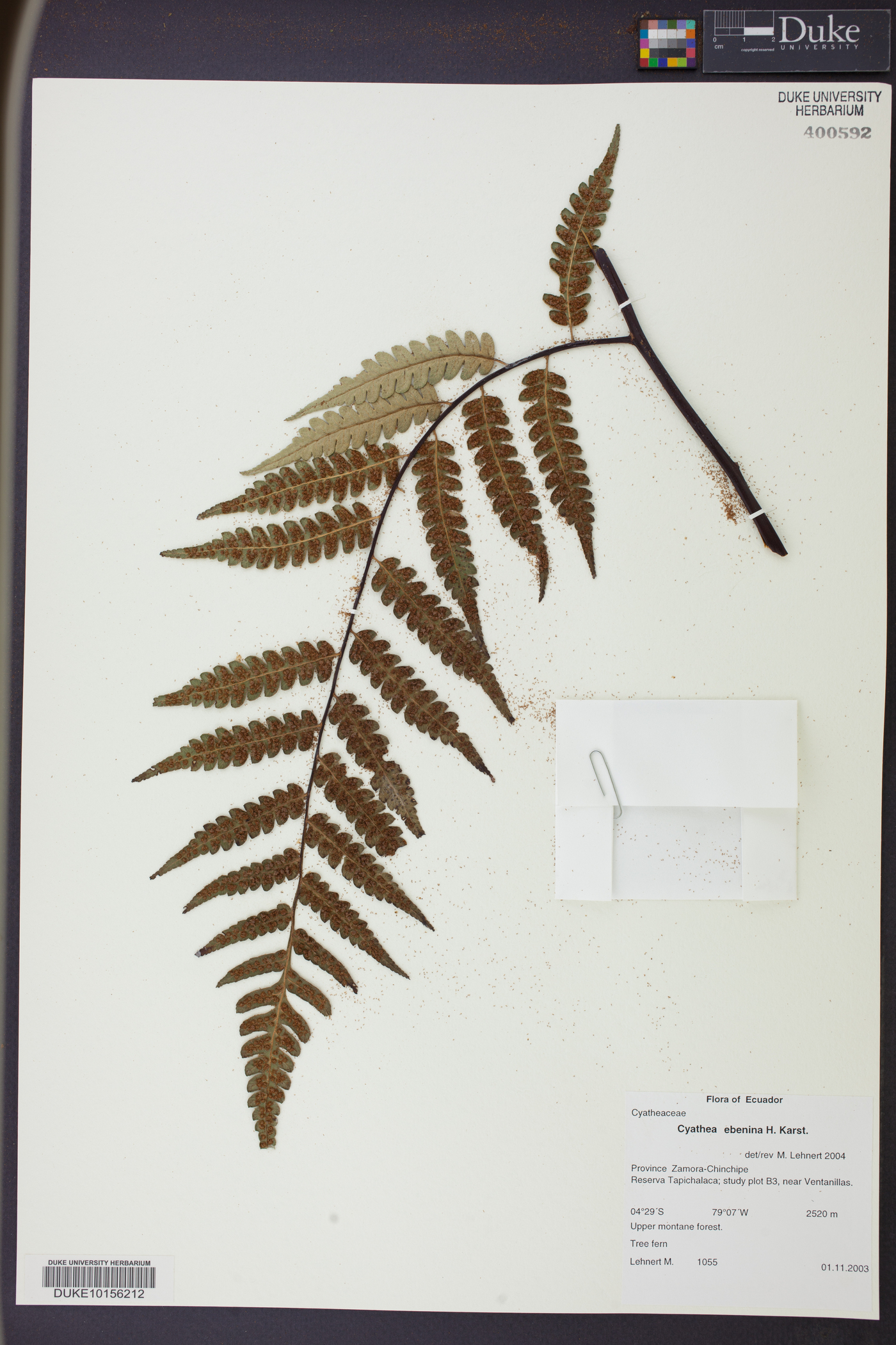 Cyathea ebenina image