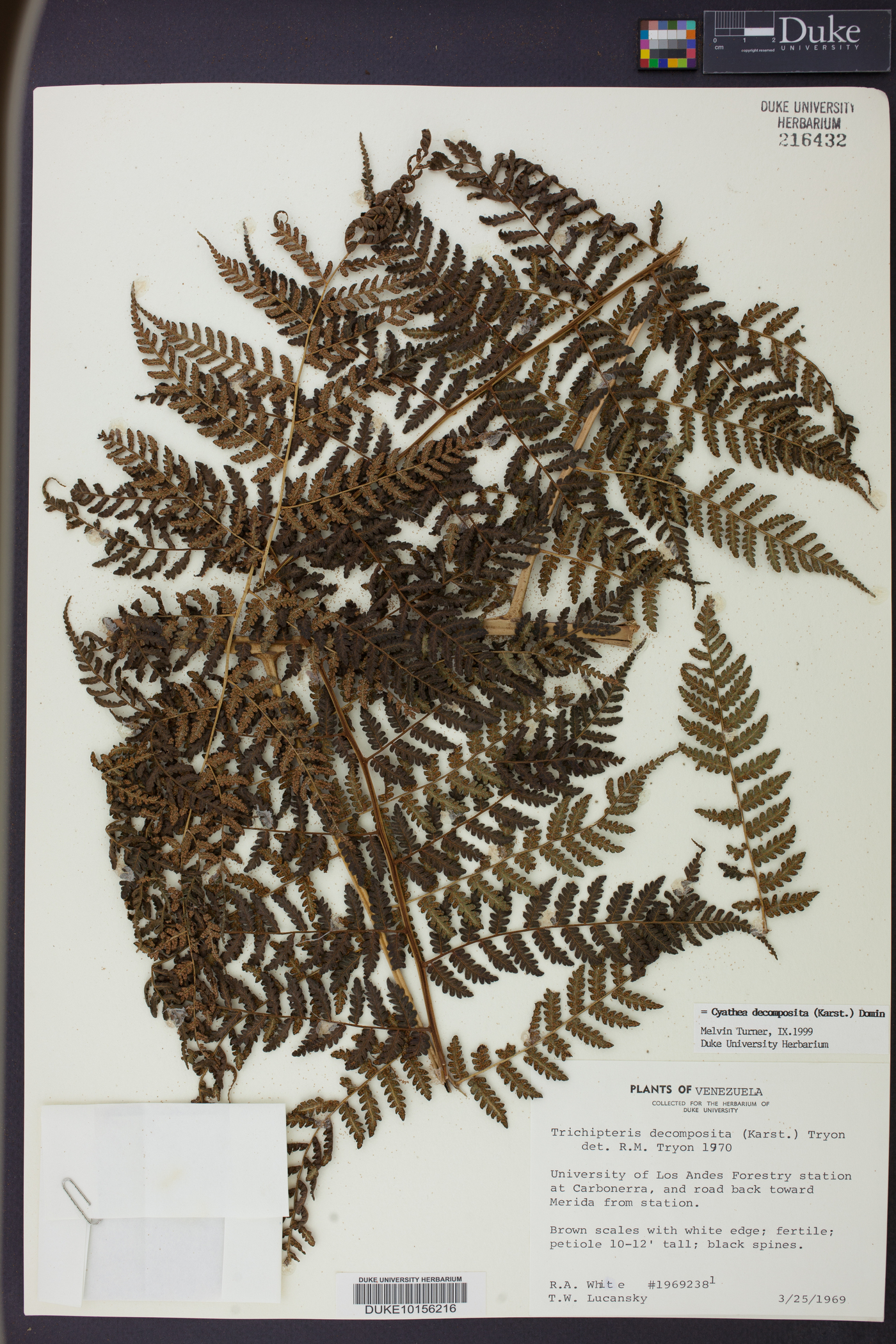 Cyathea decomposita image