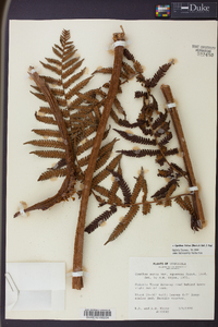 Cyathea fulva image