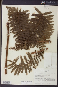 Cyathea fulva image