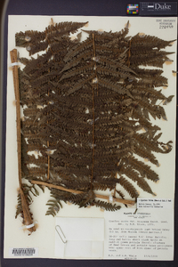 Cyathea fulva image