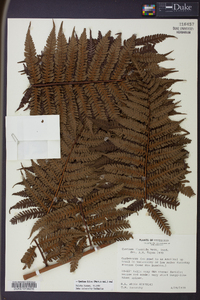 Cyathea fulva image