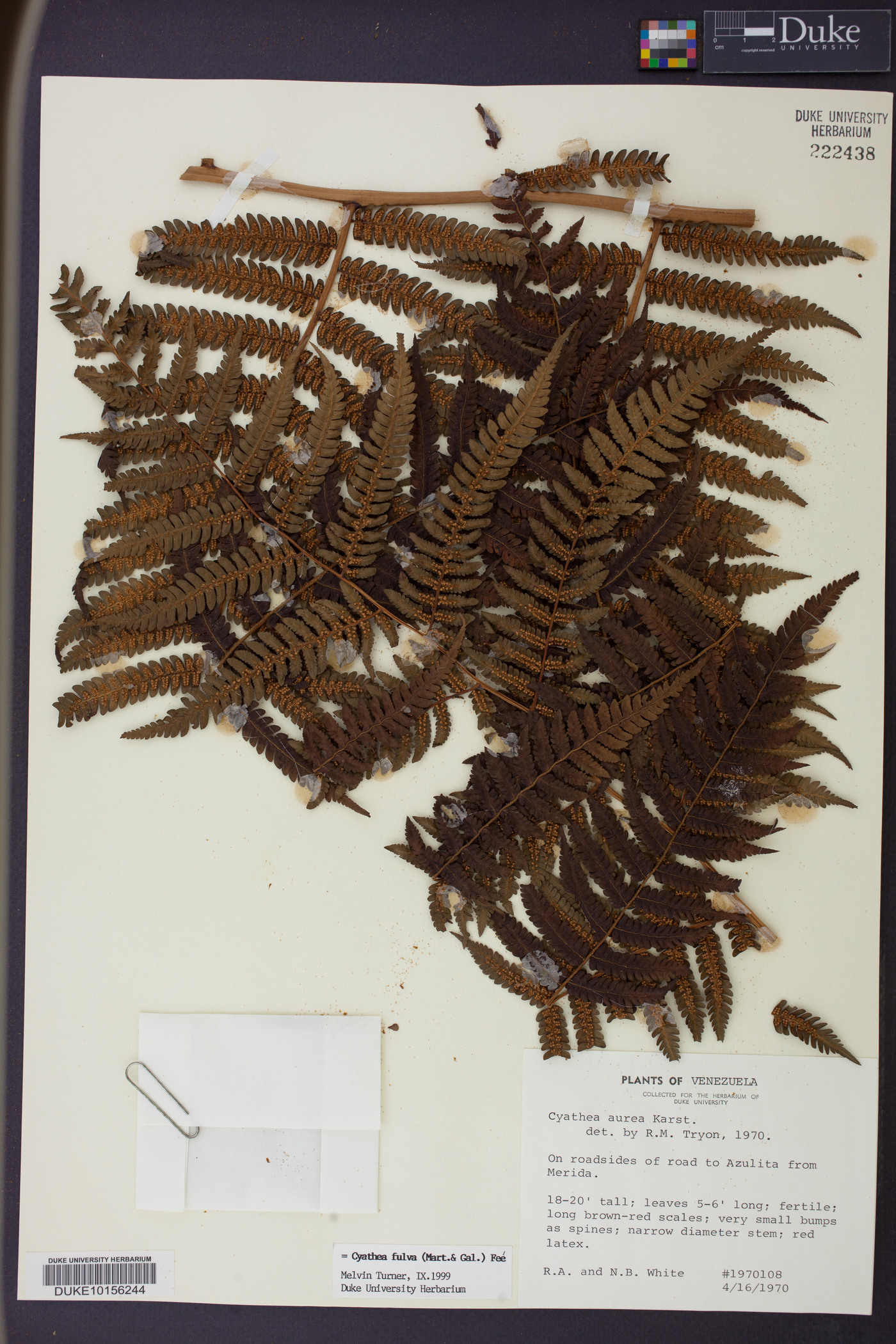 Cyathea fulva image