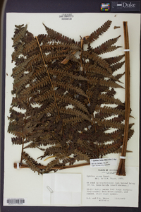 Cyathea fulva image