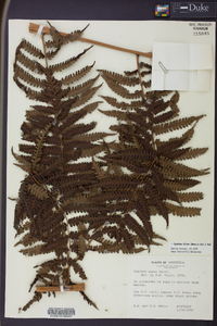 Cyathea fulva image