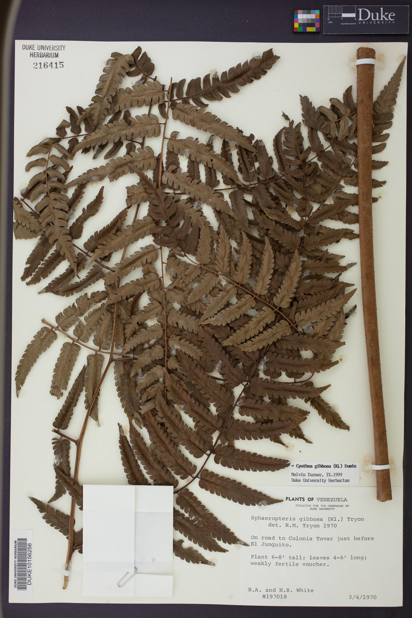 Cyathea gibbosa image