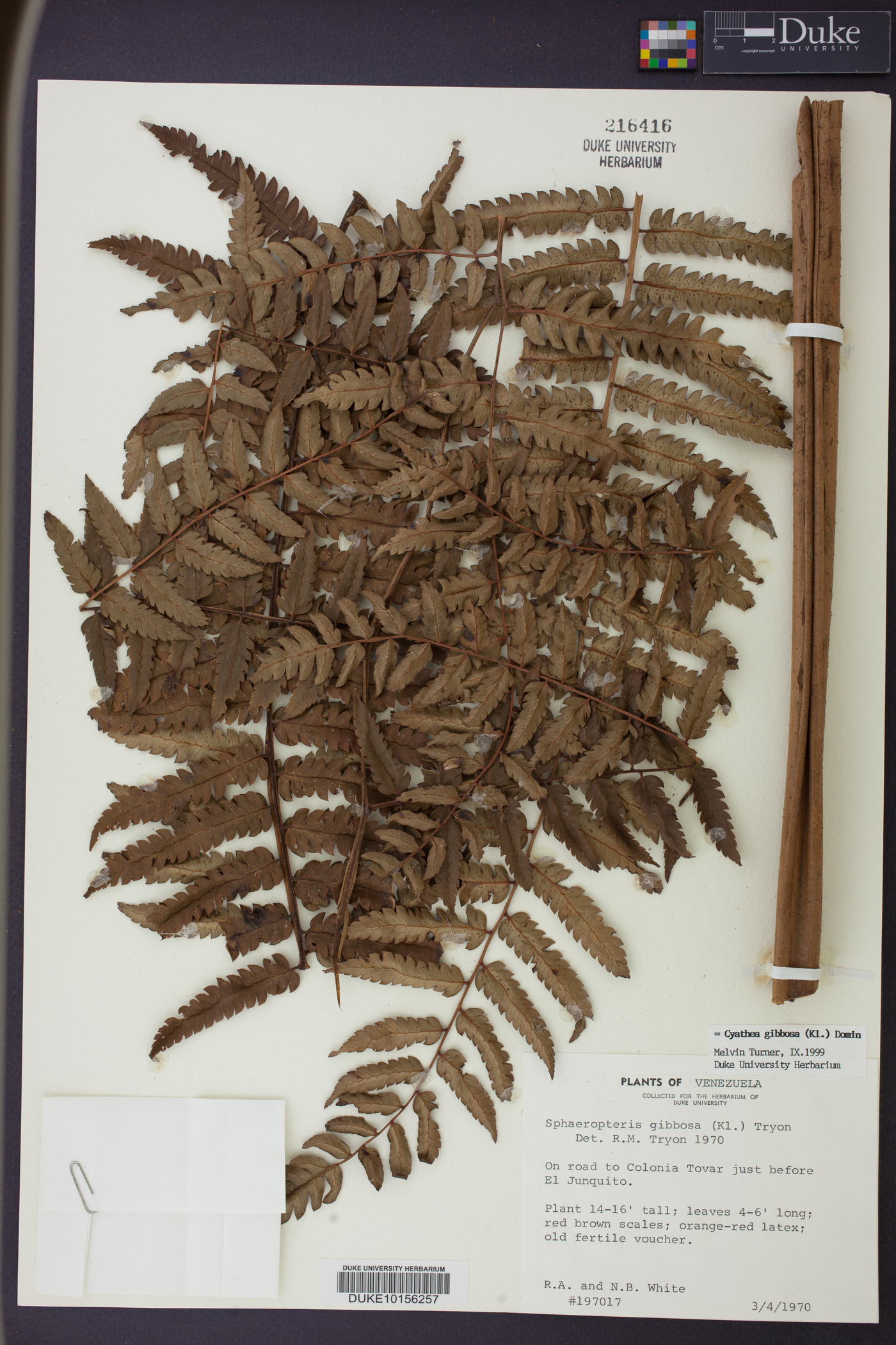 Cyathea gibbosa image