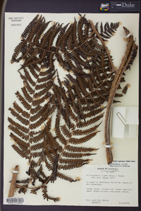 Cyathea lasiosora image