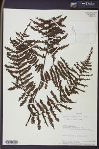 Cyathea lasiosora image