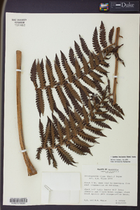 Cyathea lasiosora image