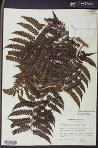 Cyathea lasiosora image