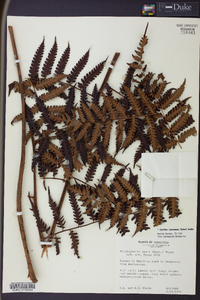 Cyathea lasiosora image