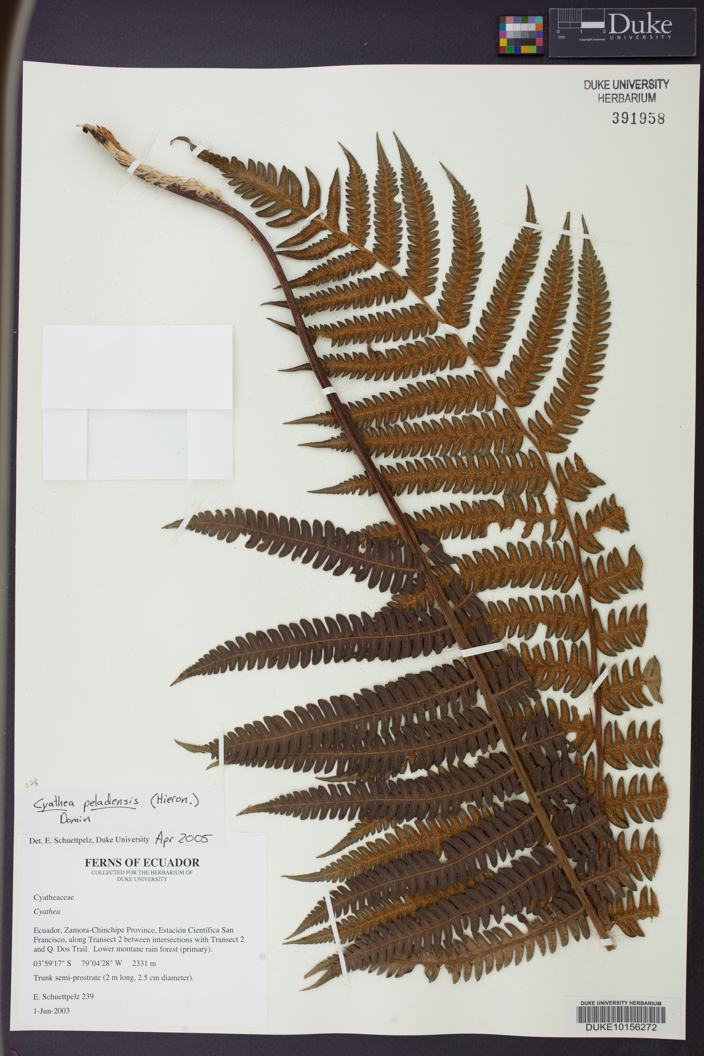 Cyathea peladensis image