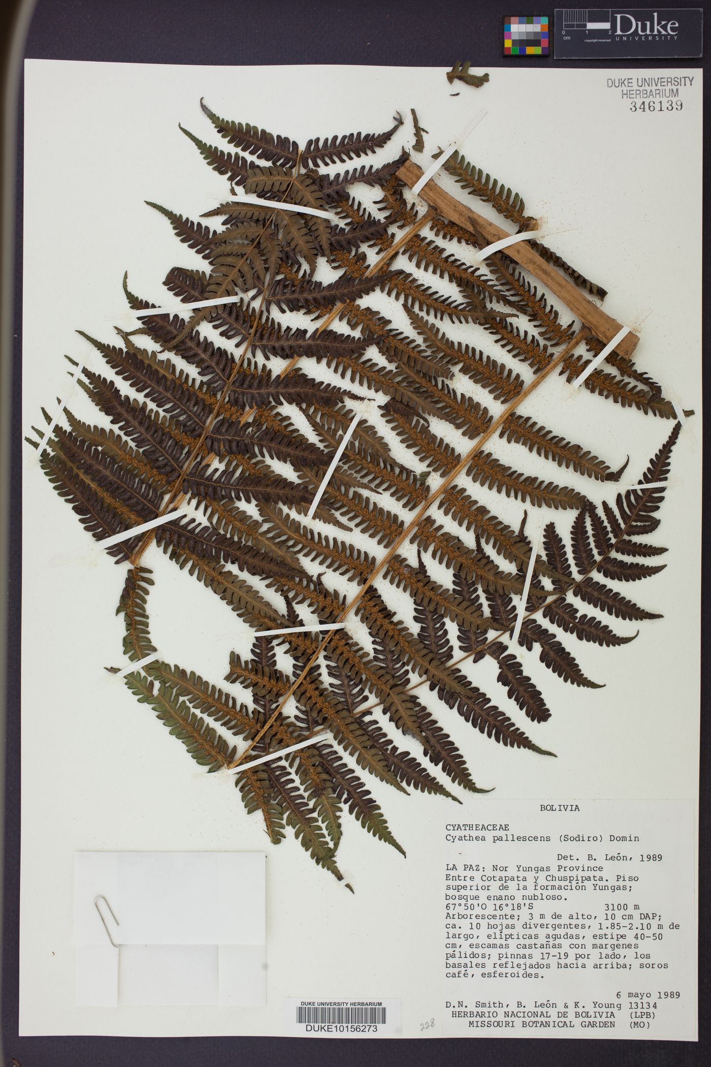 Cyathea pallescens image