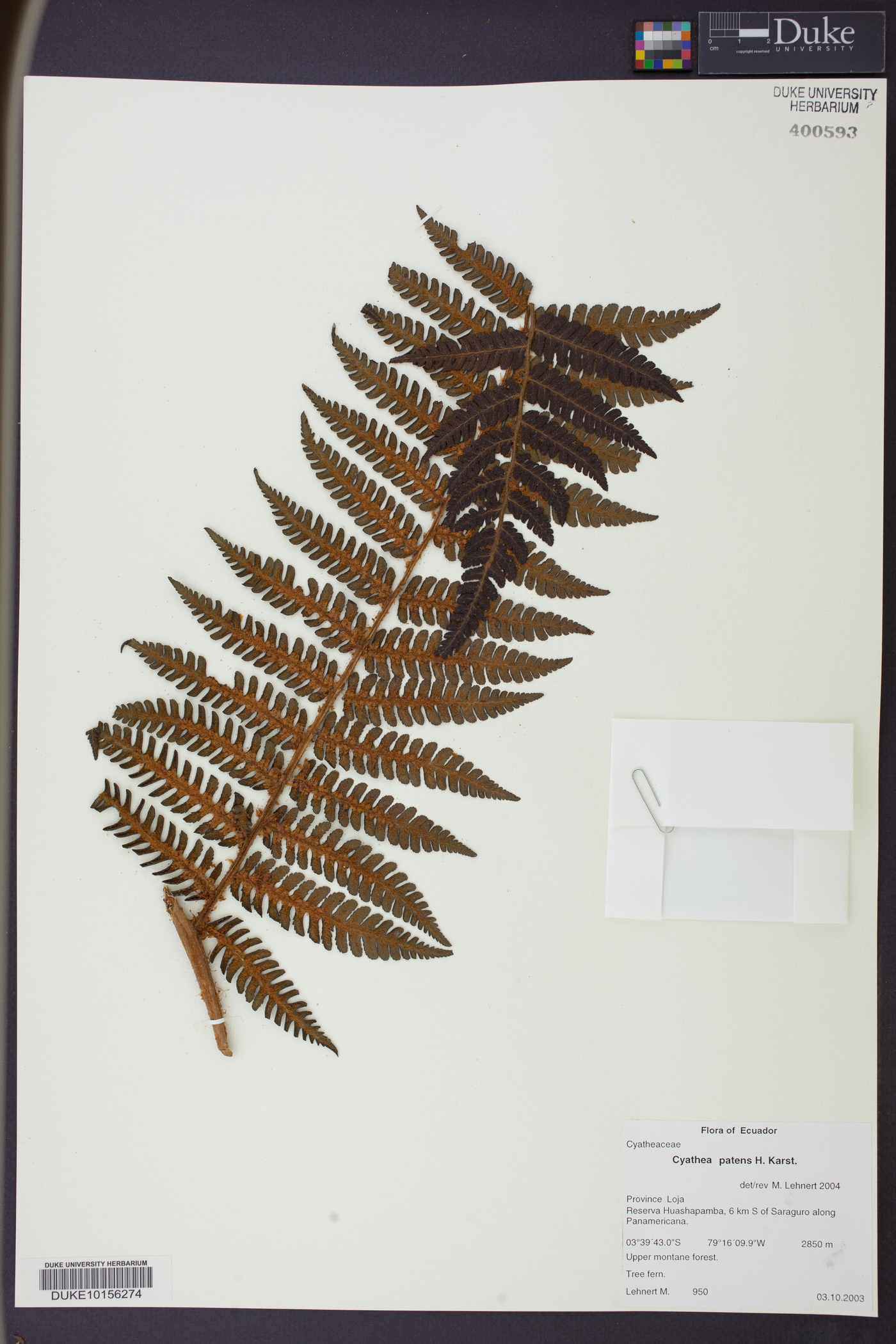 Cyathea patens image