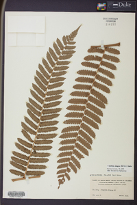 Cyathea pungens image